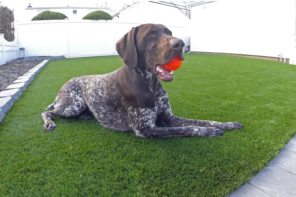 Asheville artificial pet turf